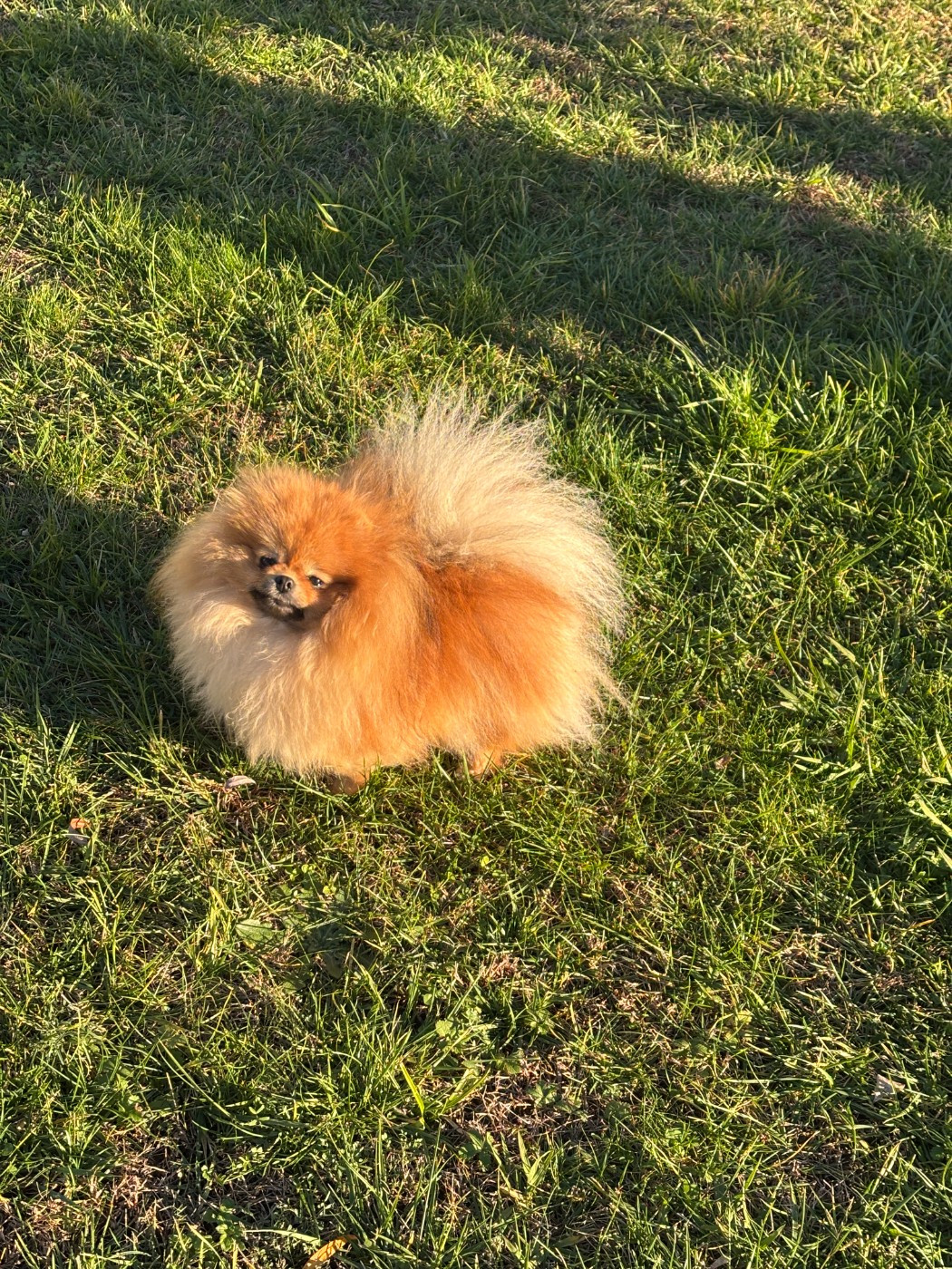 julian's royal utyasha