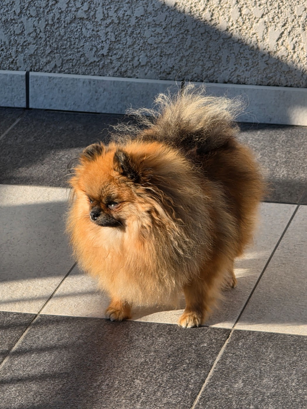 Belosnezhnyy favorit Daffi