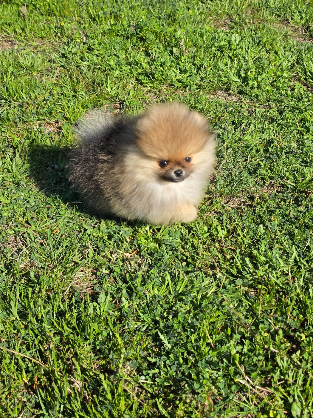 Bestie Des Poms Poms Girls