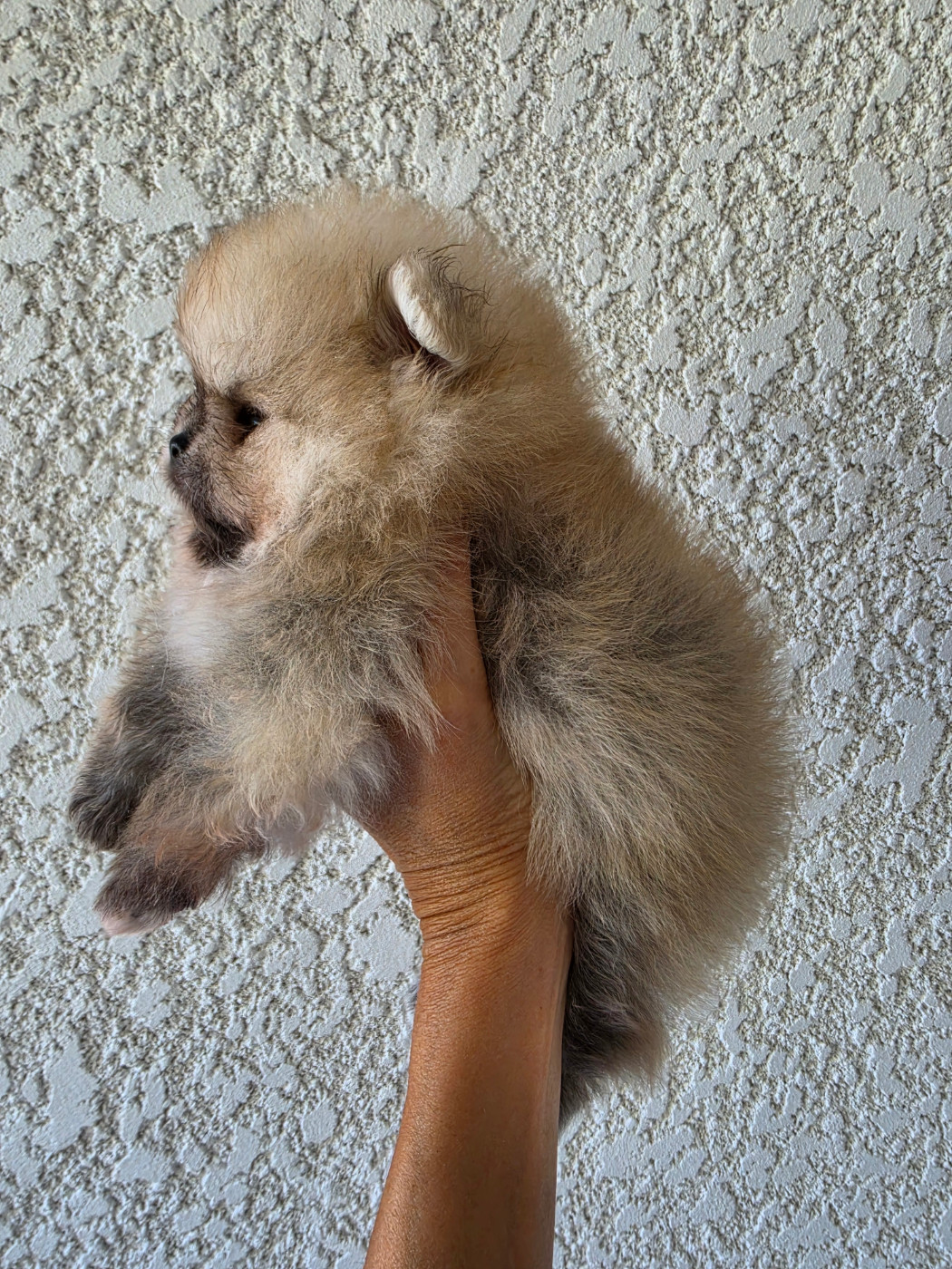 2 Chiots spitz nains type pomeranian DISPONIBLES