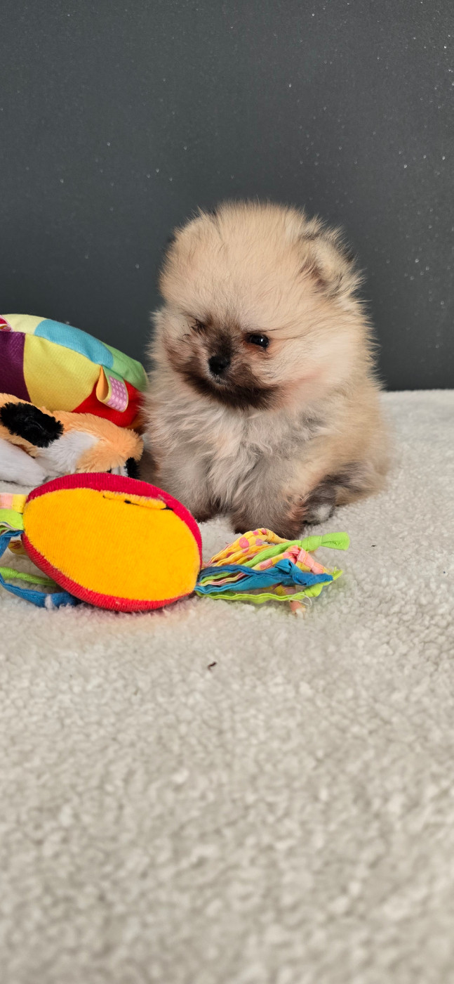 Nos bébés pomeranian