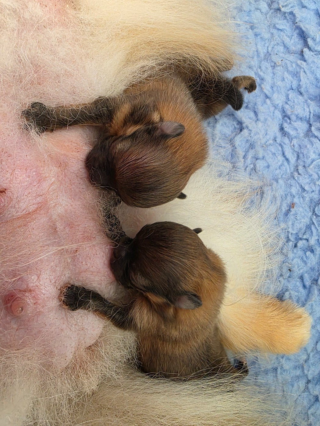 Des Poms Poms Girls - Spitz allemand - Portée née le 02/01/2026