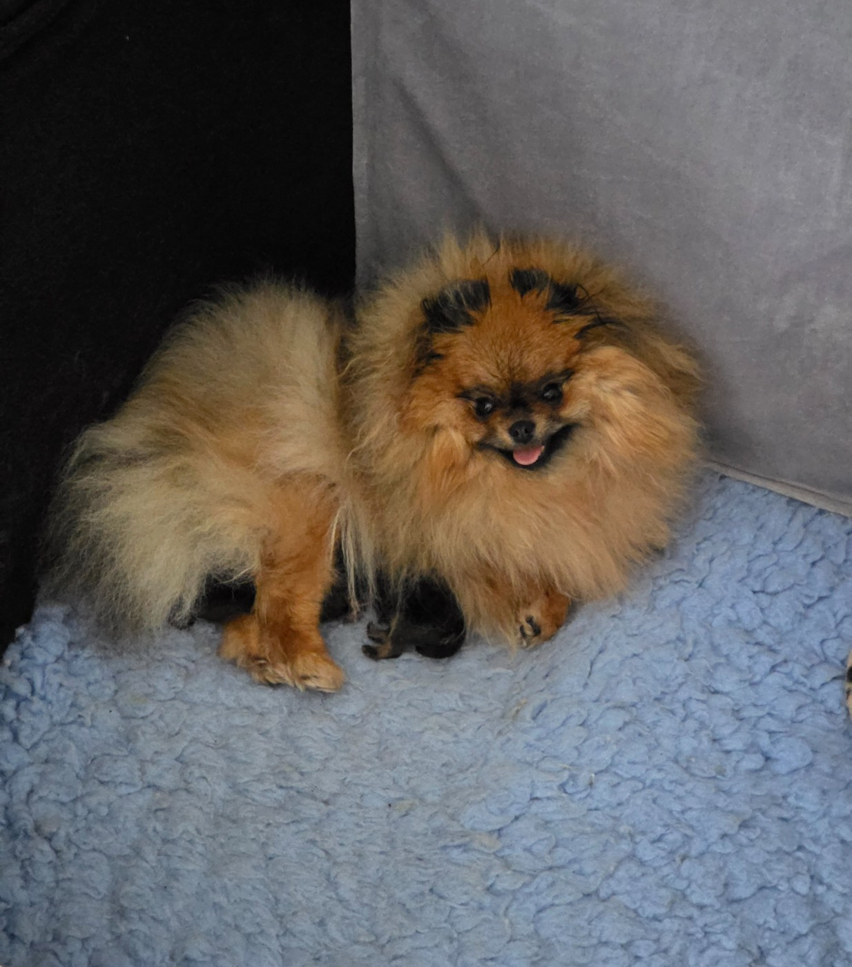 Chiot Spitz allemand Des Poms Poms Girls