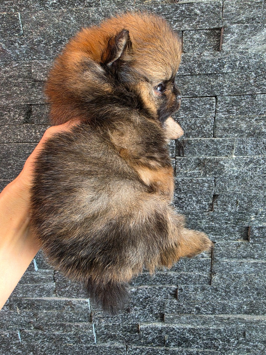 Des Poms Poms Girls - Chiots disponibles - Spitz allemand