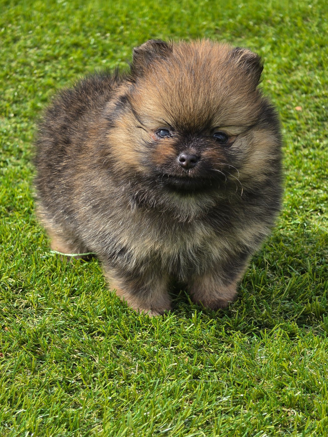 Des Poms Poms Girls - Chiots disponibles - Spitz allemand