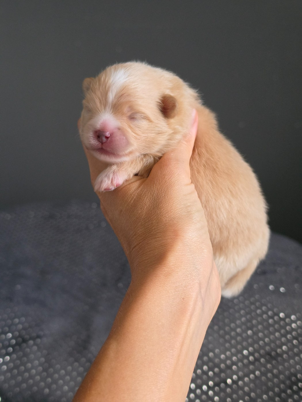 Des Poms Poms Girls - Chiots disponibles - Spitz allemand