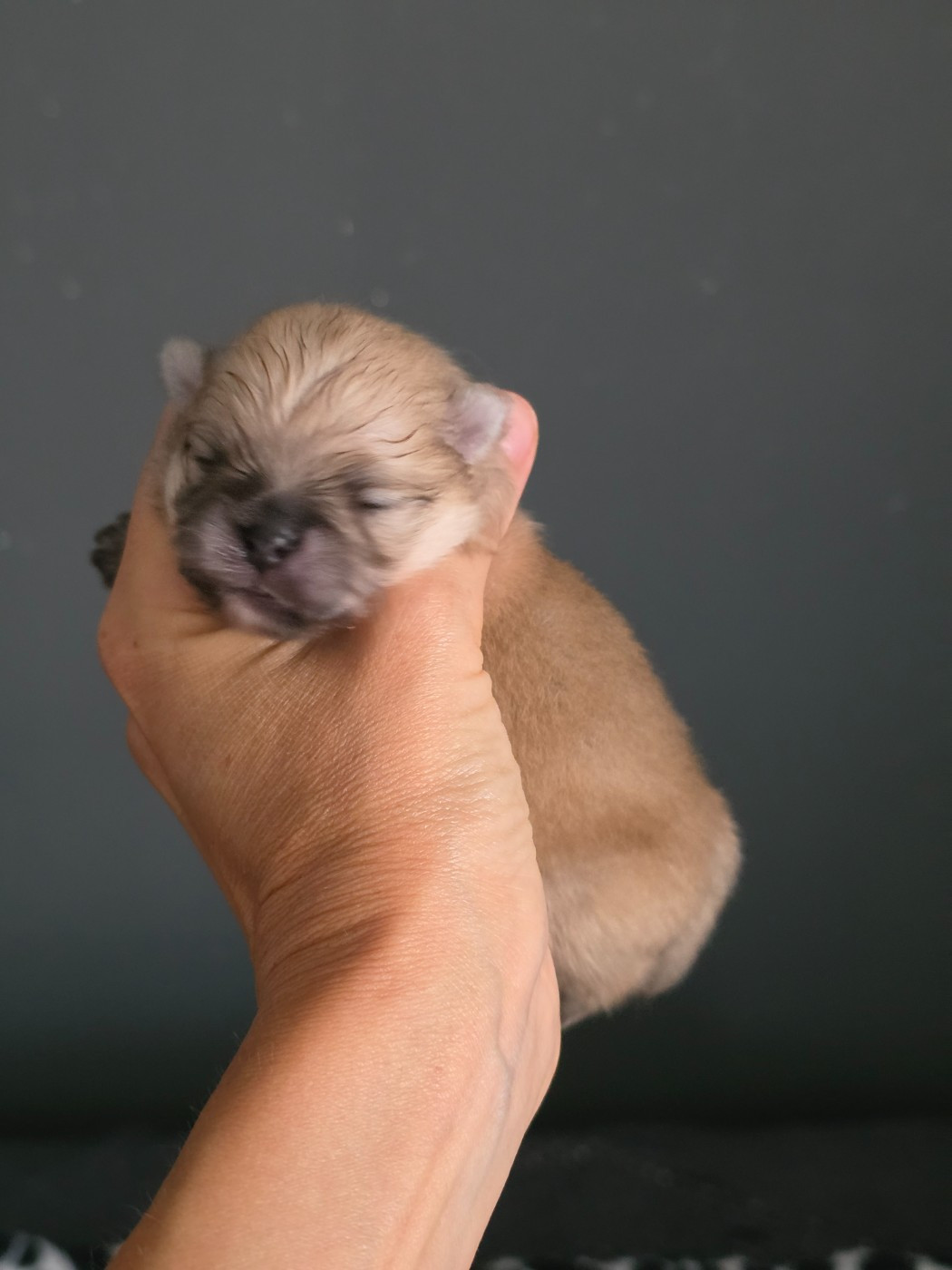 Des Poms Poms Girls - Chiots disponibles - Spitz allemand