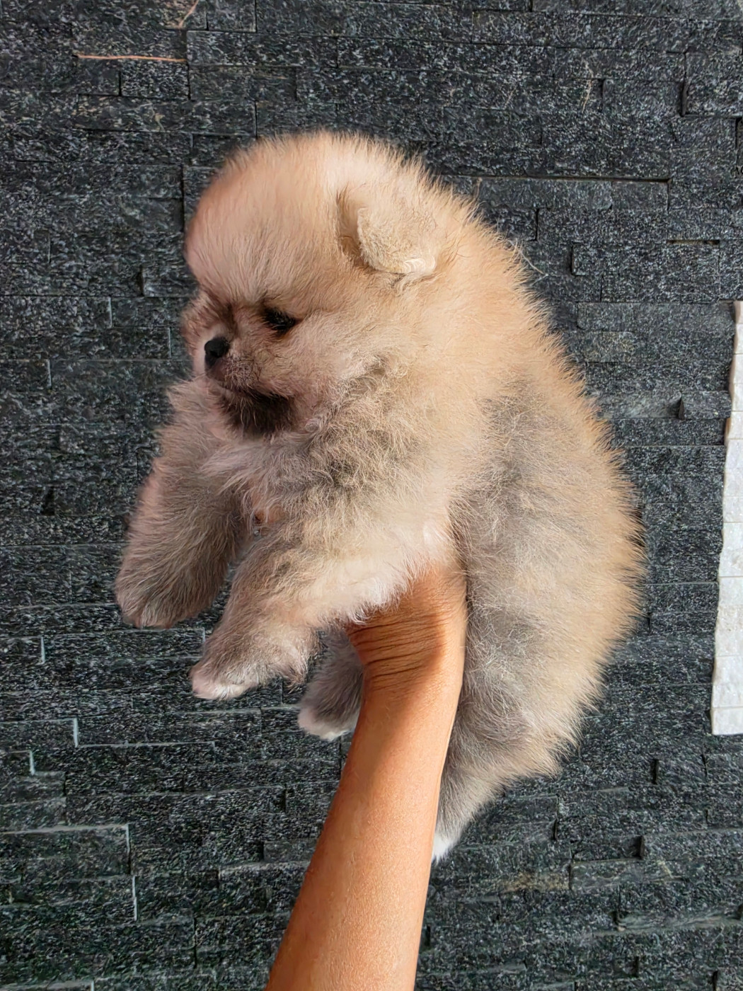 Des Poms Poms Girls - Chiots disponibles - Spitz allemand