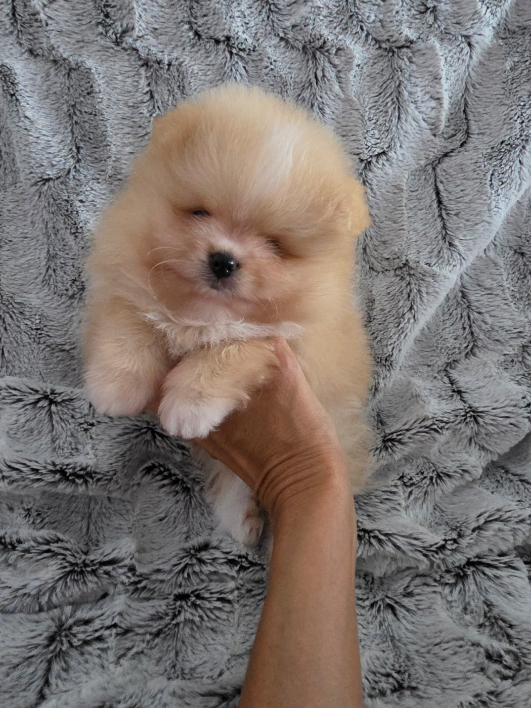 Des Poms Poms Girls - Chiots disponibles - Spitz allemand