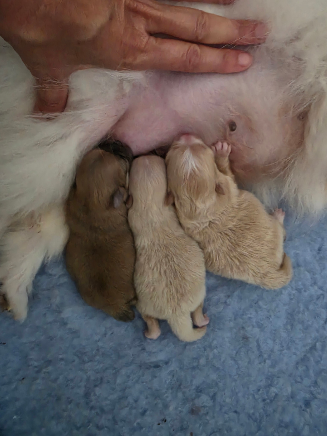 Chiot Spitz allemand Des Poms Poms Girls